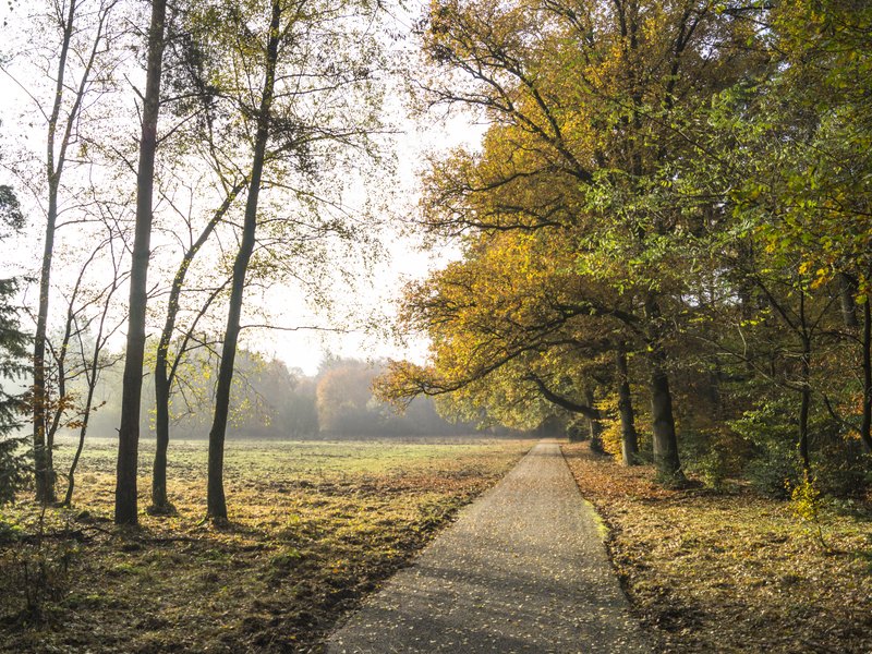Herfstkleuren op de Veluwe