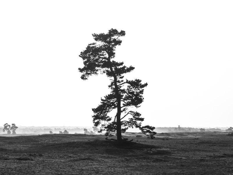 Boom op een zandvlakte in de Veluwe.
