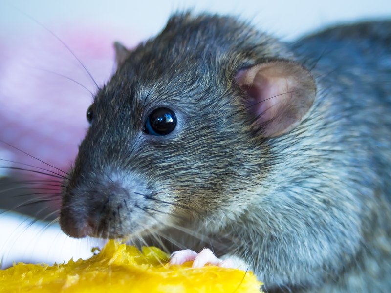Tamme rat eet een mango pit.