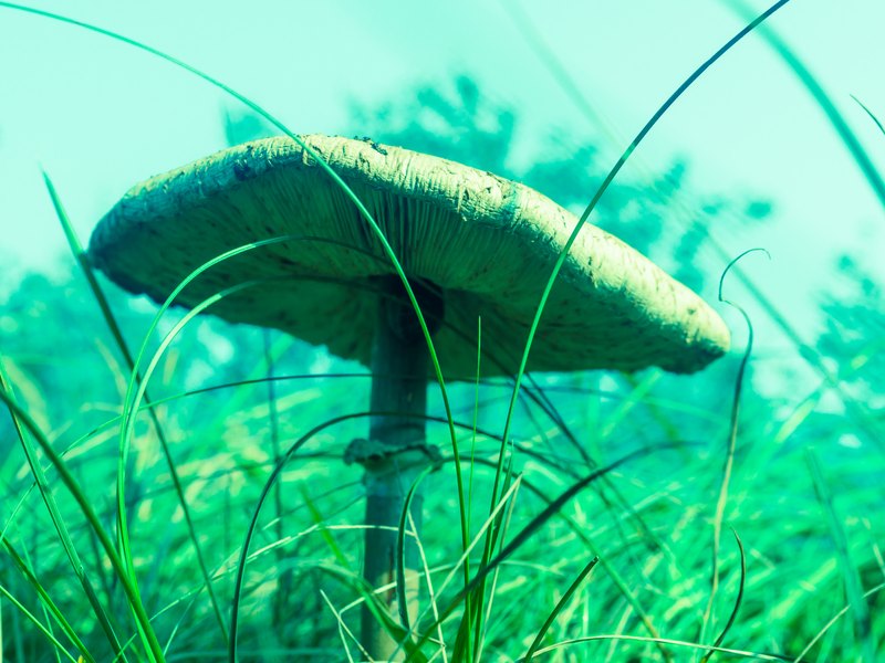 Macrofoto van een paddestoel tussen het gras.
