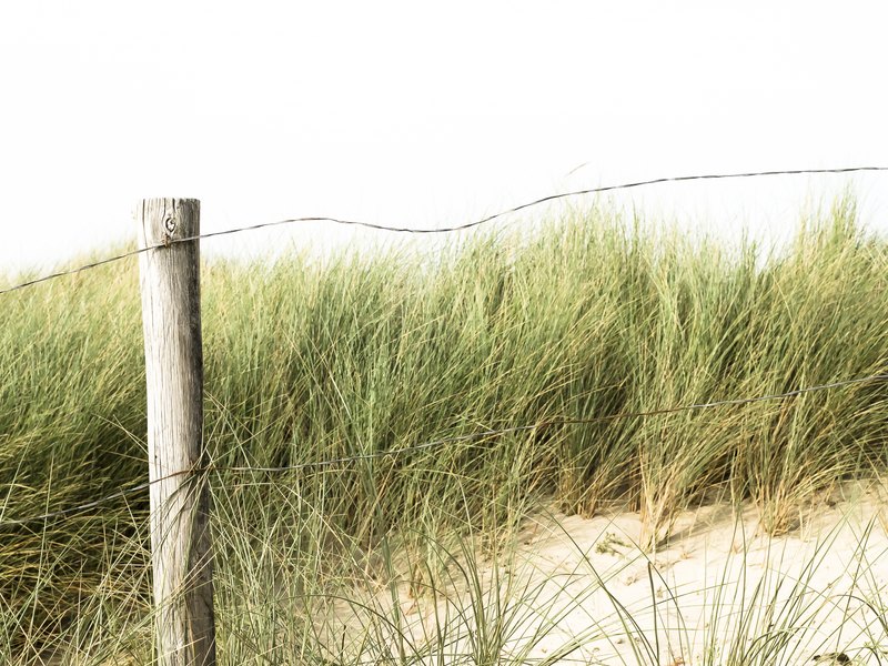 Helmgras, duingebied Egmond Binnen.