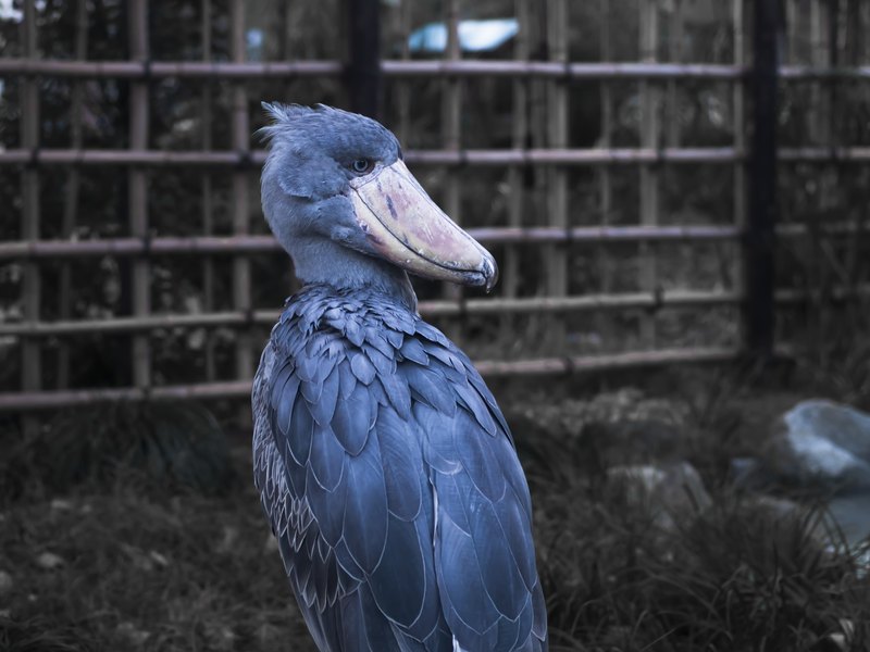 Schoenbekooievaar een dierentuin in Japan.
