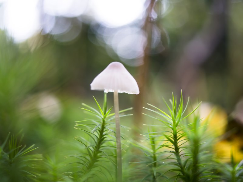 Macrofoto van een piepkleine paddestoel, tussen het mos.