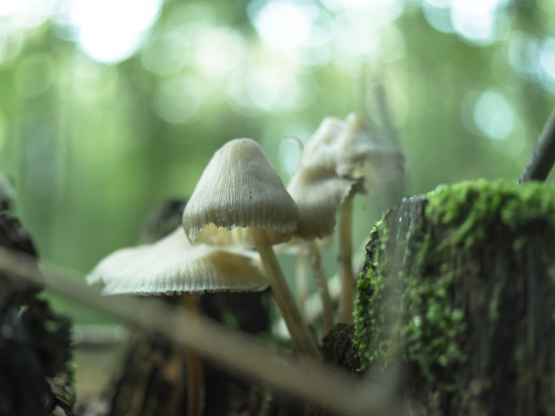 Macrofoto van paddestoelen op een boomstronk.